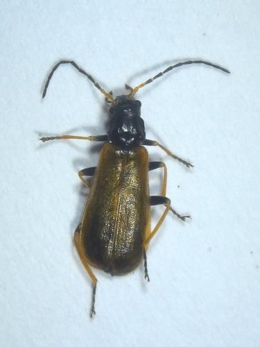 Réf. 203 546 : Rhagonycha sp.